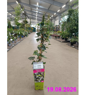 Hedera helix 'Profesor Seneta' RP 1,6 L